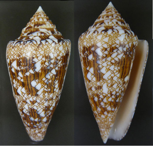 Conus (Cylinder) scottjordani (Poppe, Monnier & Tagaro, 2012) Scot10