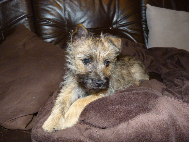 Arrivée d'Indy dans sa nouvelle famille jusqu'à aujourd'hui 15_mai10