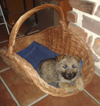 Arrivée d'Indy dans sa nouvelle famille jusqu'à aujourd'hui 1er_mo12