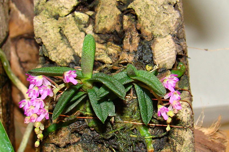 Miniatur- Orchideen - Seite 4 Schoen10