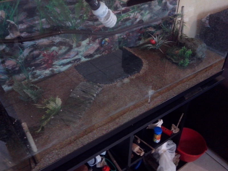 amenagement de l'aquarium pour pelomedusa Img_2012