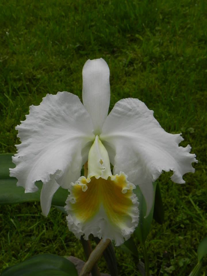 Cattleya mossiae f. alba 31618810