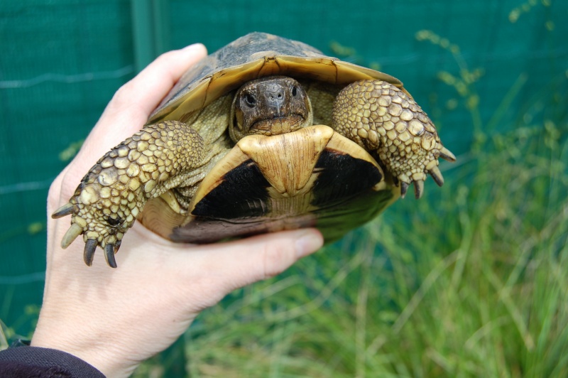 pouvez-vous identifier ma tortue ? Dsc_0517