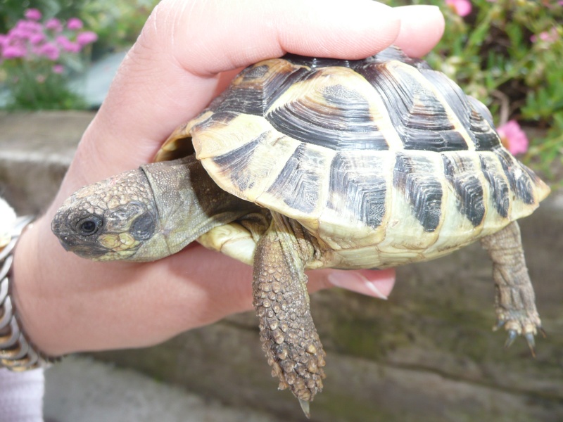 PLUS DE PHOTOS POUR IDENTIFIER MES 3 TORTUES Lolo_210