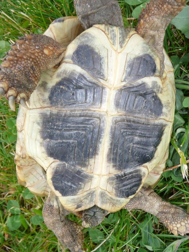 PLUS DE PHOTOS POUR IDENTIFIER MES 3 TORTUES Rosali12