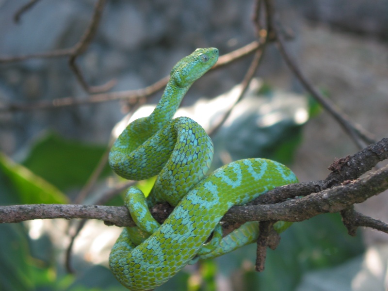 Guatemalan palm-pitviper, Bothriechis bicolor B_orna12