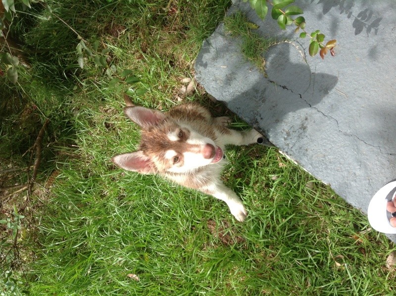 New Husky owner! Image10