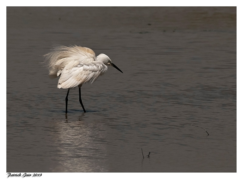 Aigrette   Aigret10