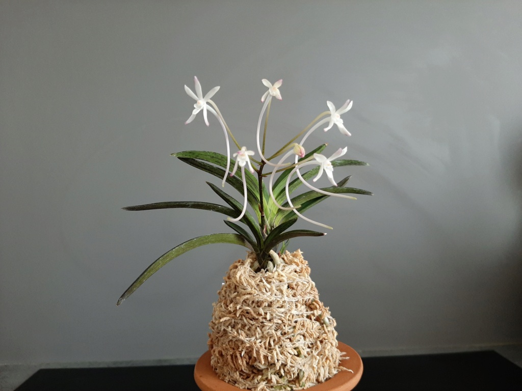 Vanda (ex Neofinetia) falcata 'Amami Sumi' 115