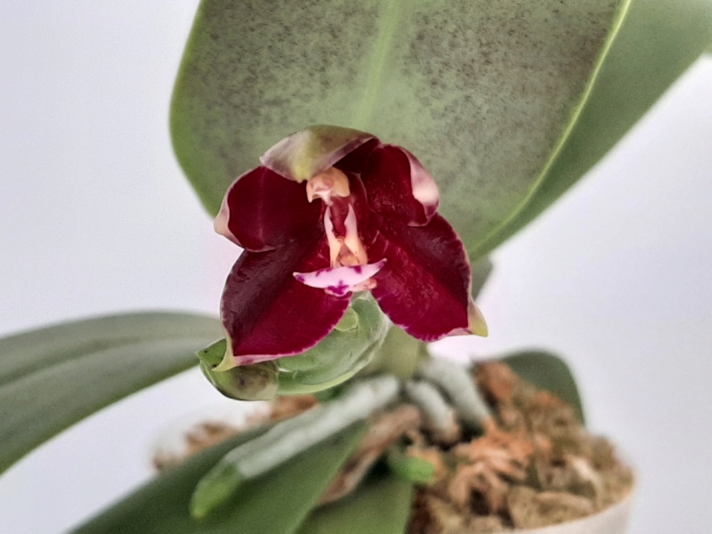 Phalaenopsis cornu cervi x bellina x thalebanii de chez NT Orchid 119