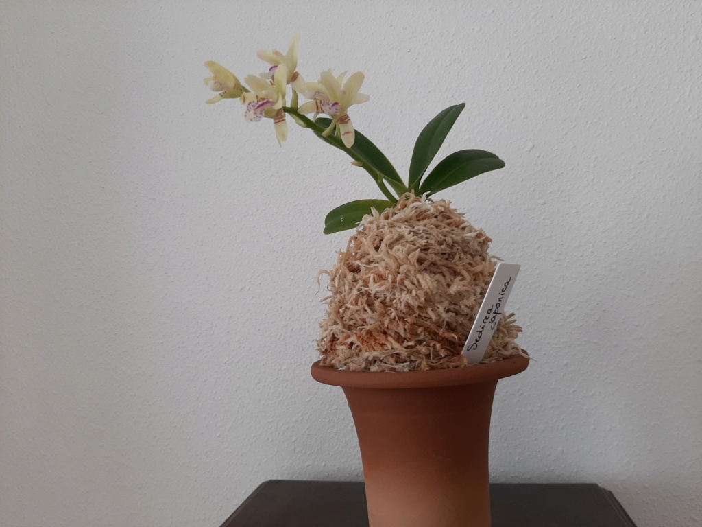 Phalaenopsis japonica (ex Sedire japonica) 120