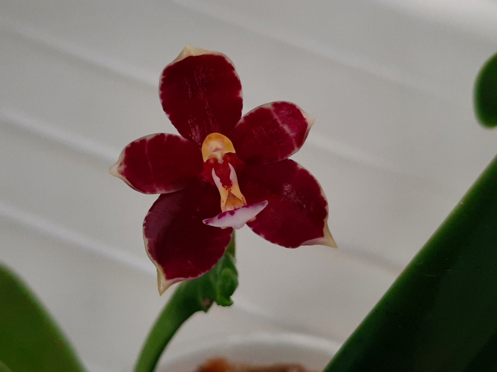 Phalaenopsis cornu cervi x bellina x thalebanii de chez NT Orchid 122
