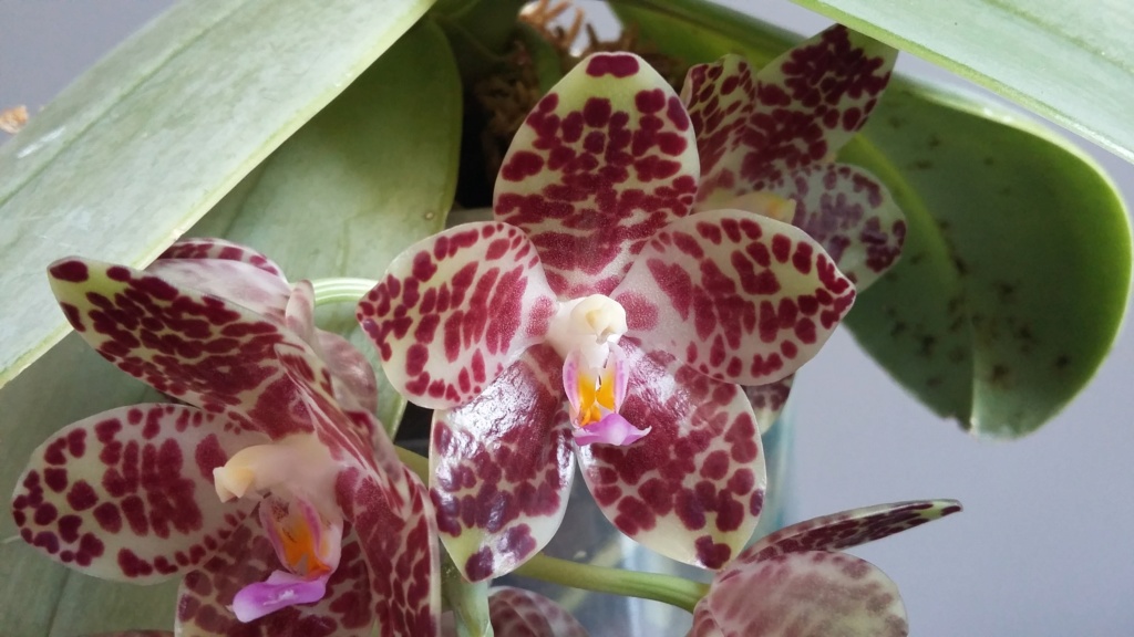 Phalenopsis gigantea 20180712