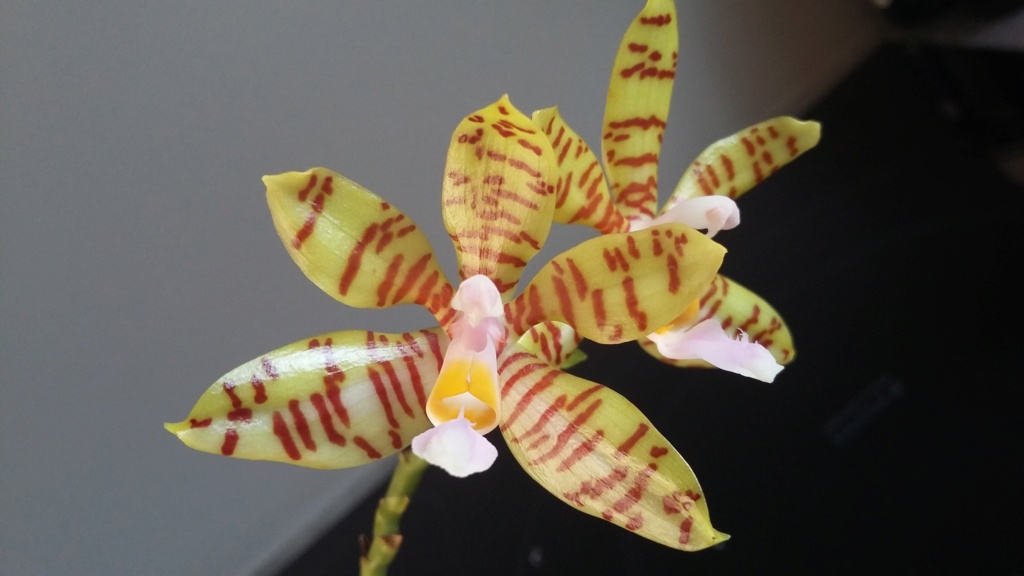 Phalaenopsis fasciata 20180713
