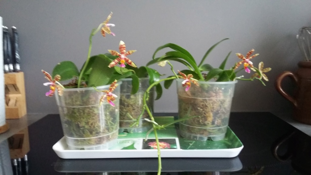 Phalaenopsis Spica (fasciata x lueddemanniana) 20180916