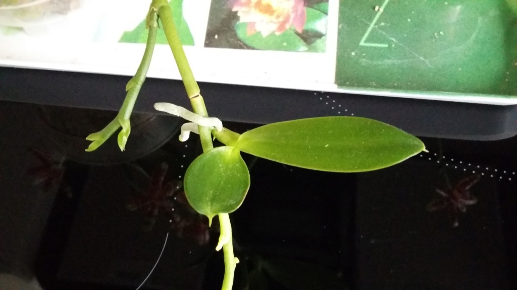 Phalaenopsis Spica (fasciata x lueddemanniana) 20180917