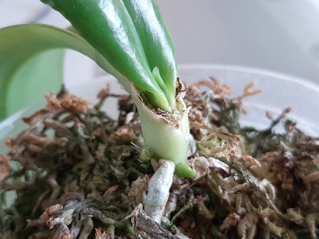 Evolution problème Phalaenopsis maculata... 214