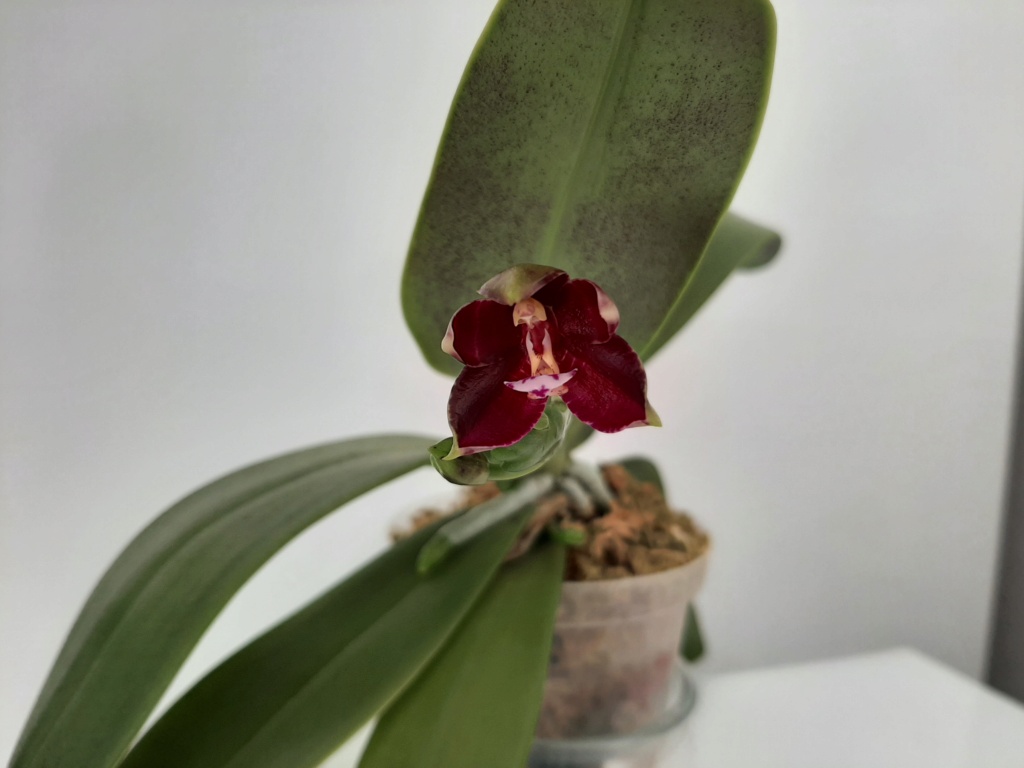 Phalaenopsis cornu cervi x bellina x thalebanii de chez NT Orchid 218