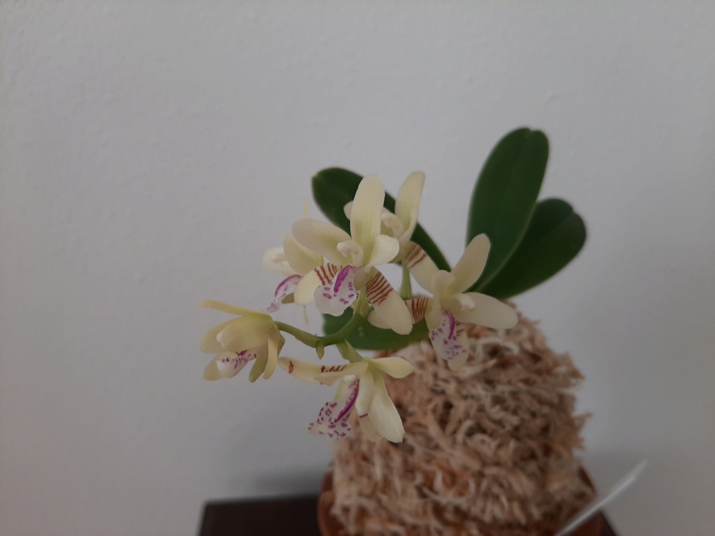 Phalaenopsis japonica (ex Sedire japonica) 219