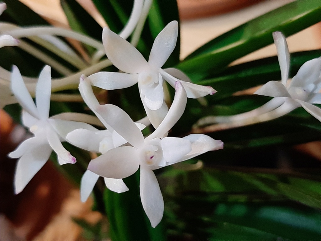 Vanda (ex Neofinetia) falcata 'Sekirei' 316