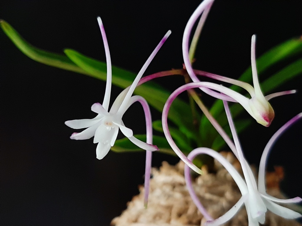 Vanda (ex Neofinetia) falcata 'Samhongjeon' 3_zope11