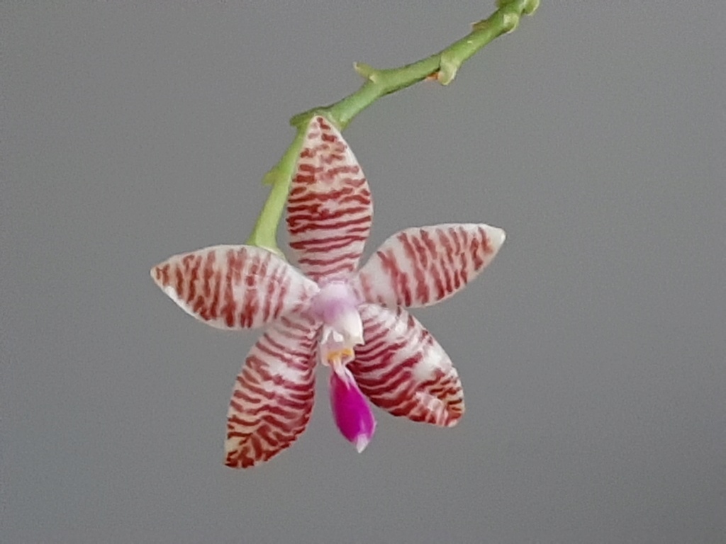 Phalaenopsis Ambomanniana (amboinensis x lueddemanniana) Amboma10