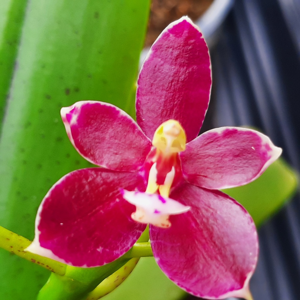Phalaenopsis cornu cervi x bellina x thalebanii de chez NT Orchid B11