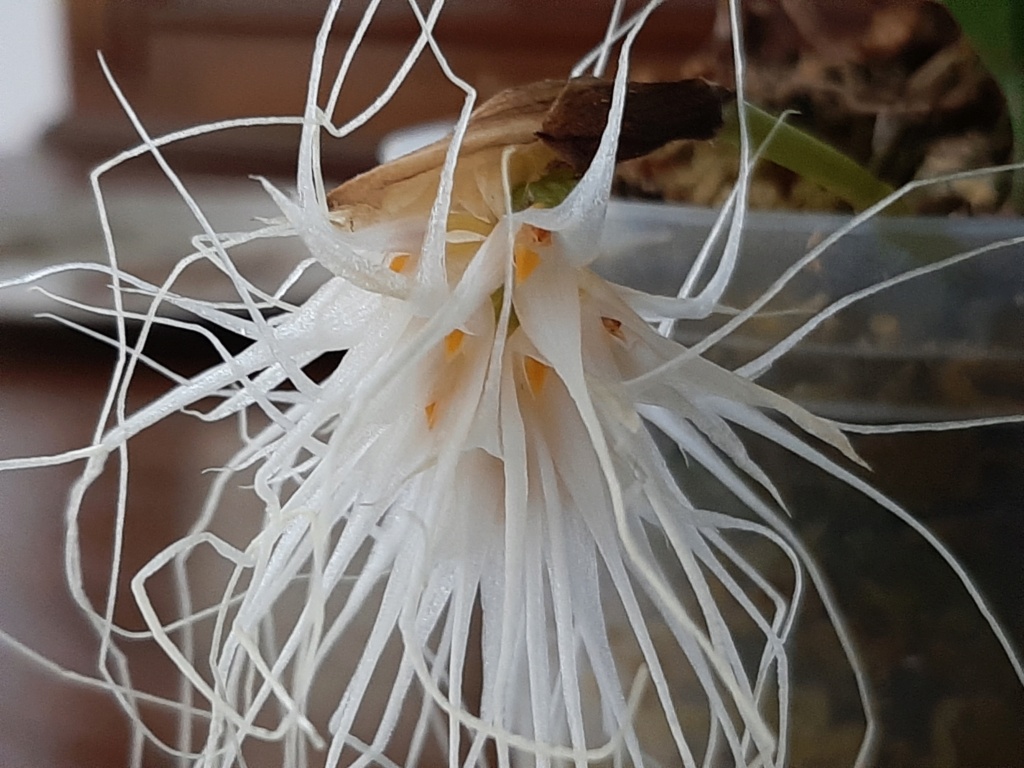 Bulbophyllum medusae Bulbo210