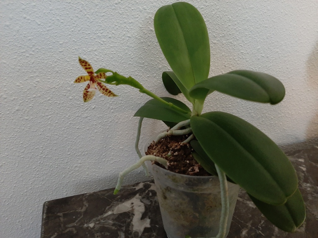 Phalaenopsis cornu cervi Cornu_14
