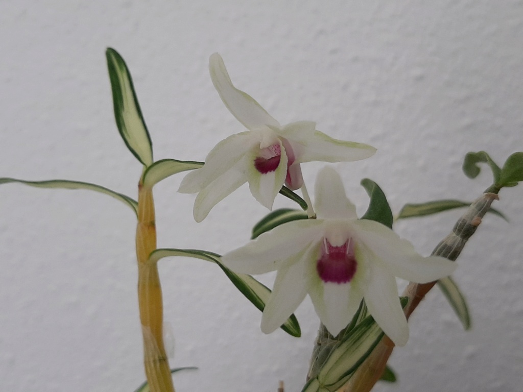 Dendrobium Sankanou Dendro11