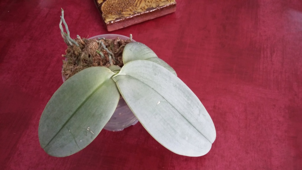 Phalaenopsis gigantea Gigant10