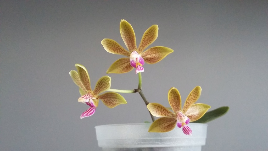 Phalaenopsis stromini (stobartiana x finleyi) Phal_s10