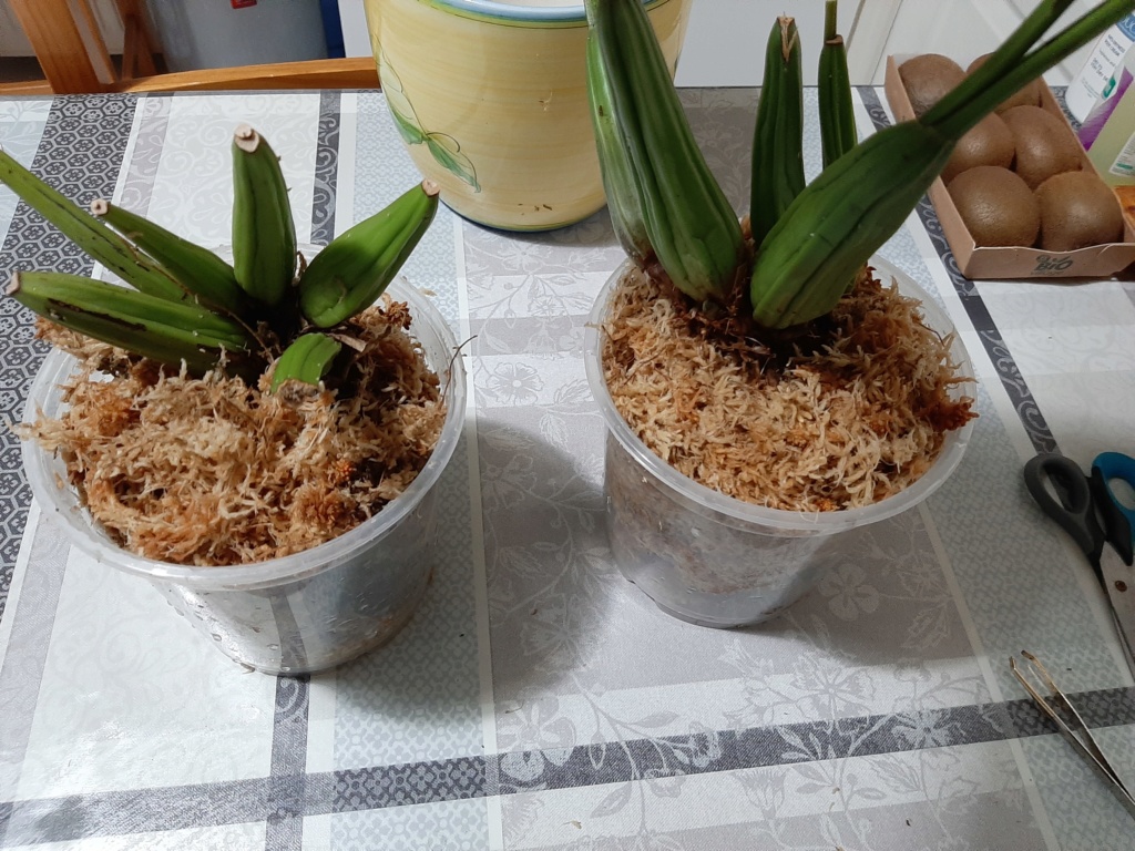 S'il s'en sauve, c'est qu'il a vraiment envie de survivre... Pulver11
