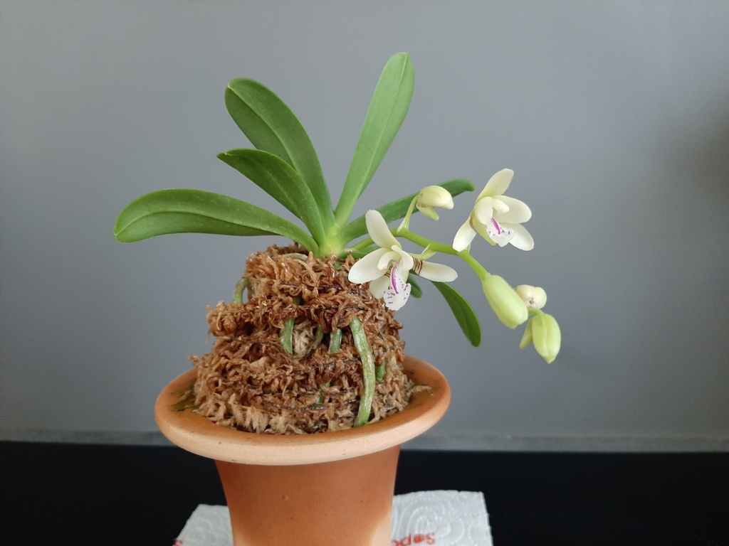 Phalaenopsis (Sedirea) japonica Sedira11