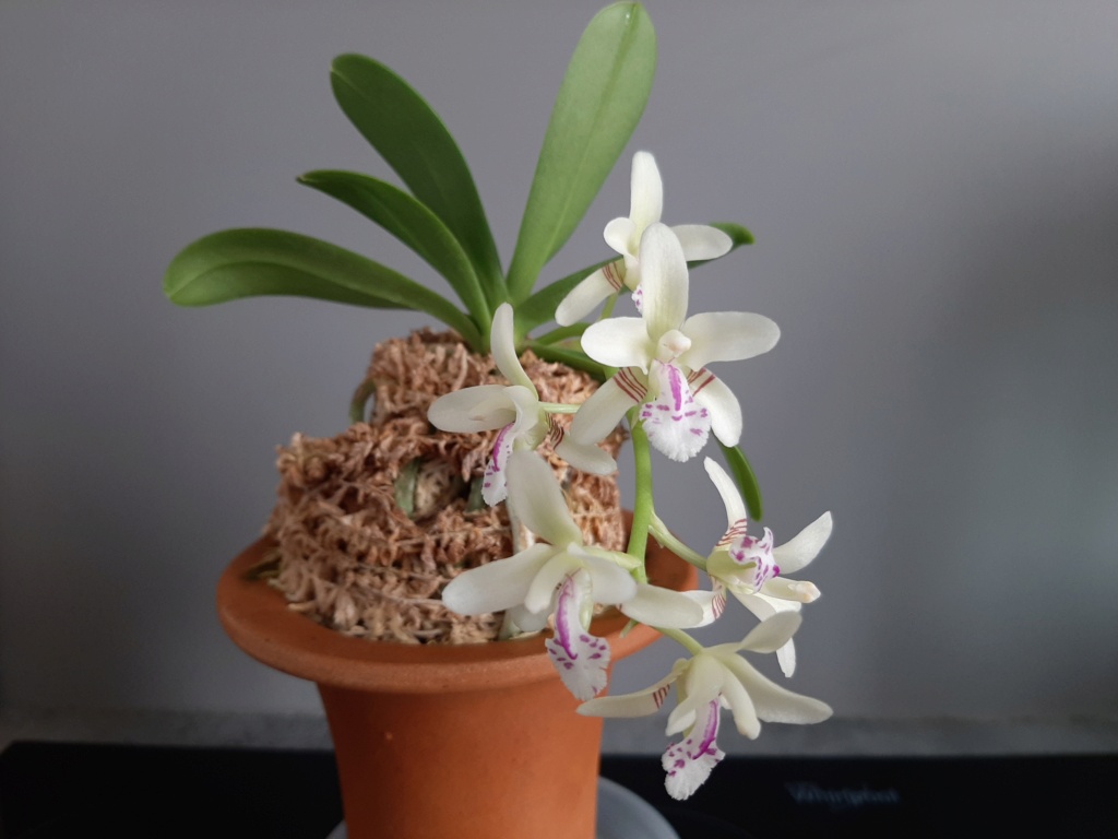 Phalaenopsis (Sedirea) japonica Sedire12