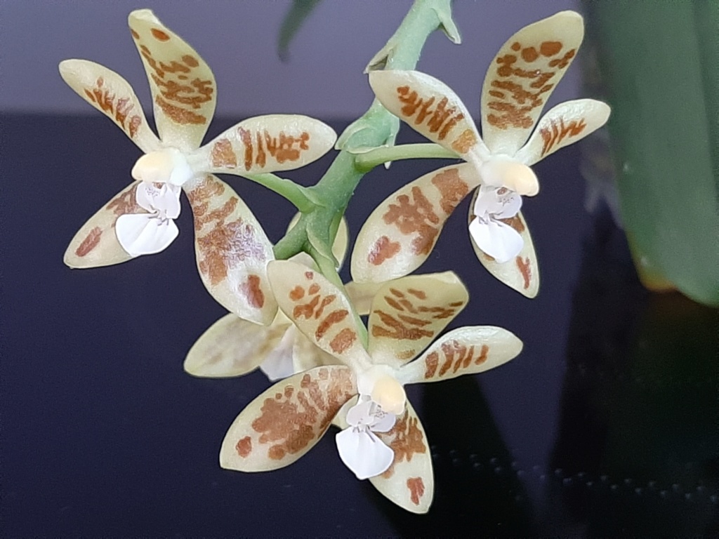 Phalaenopsis viridis Viridi11
