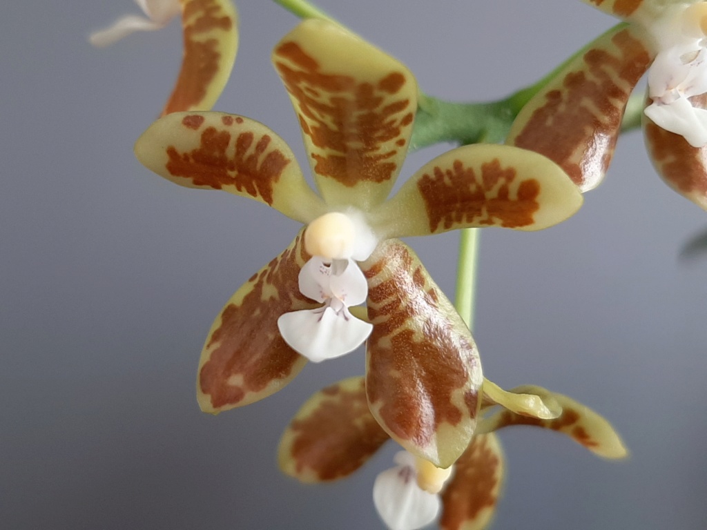 Phalaenopsis viridis Viridi13
