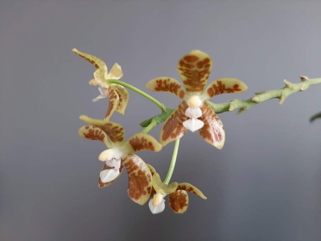 Phalaenopsis viridis Viridi14