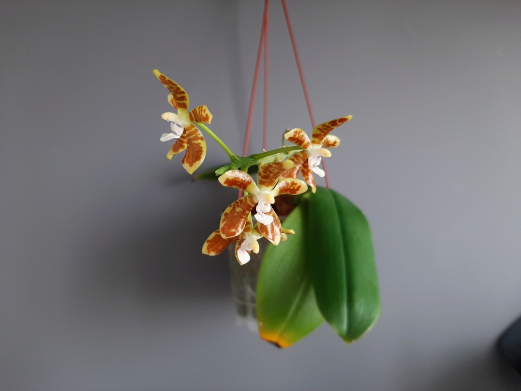 Phalaenopsis viridis Viridi15