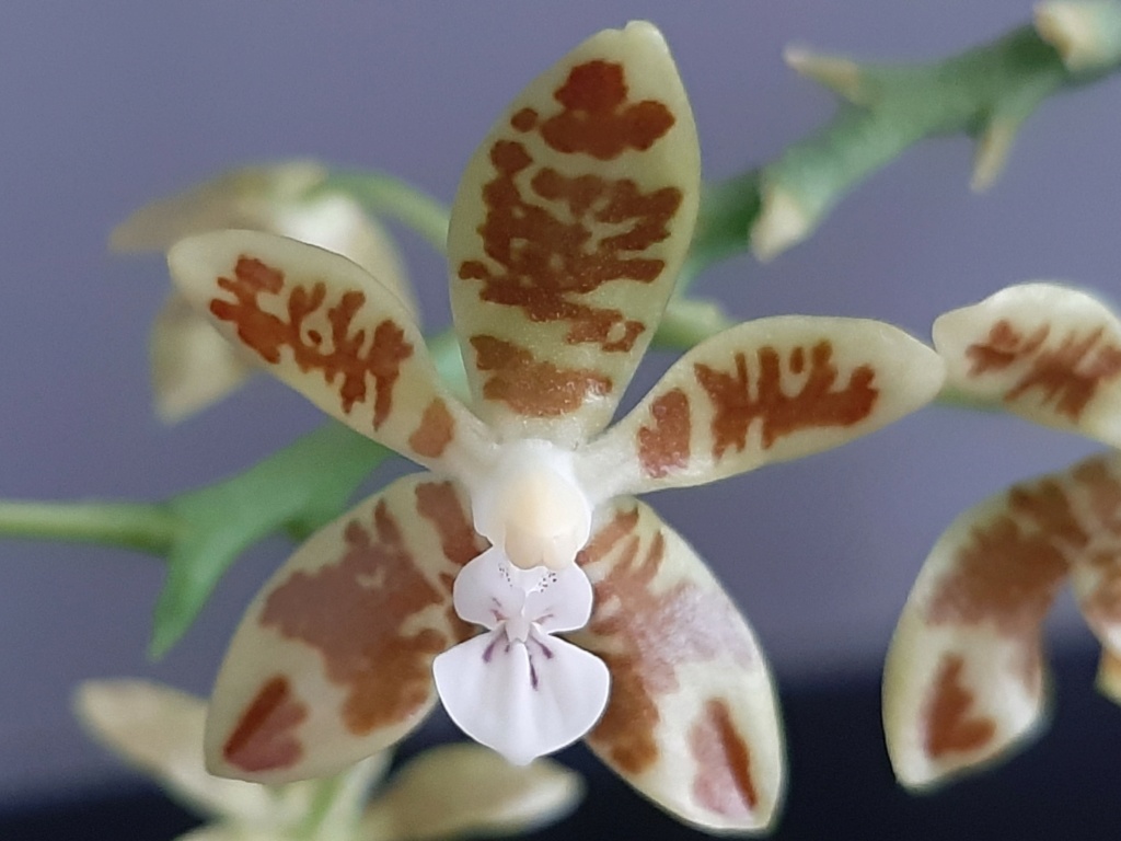 Phalaenopsis viridis Viridi16