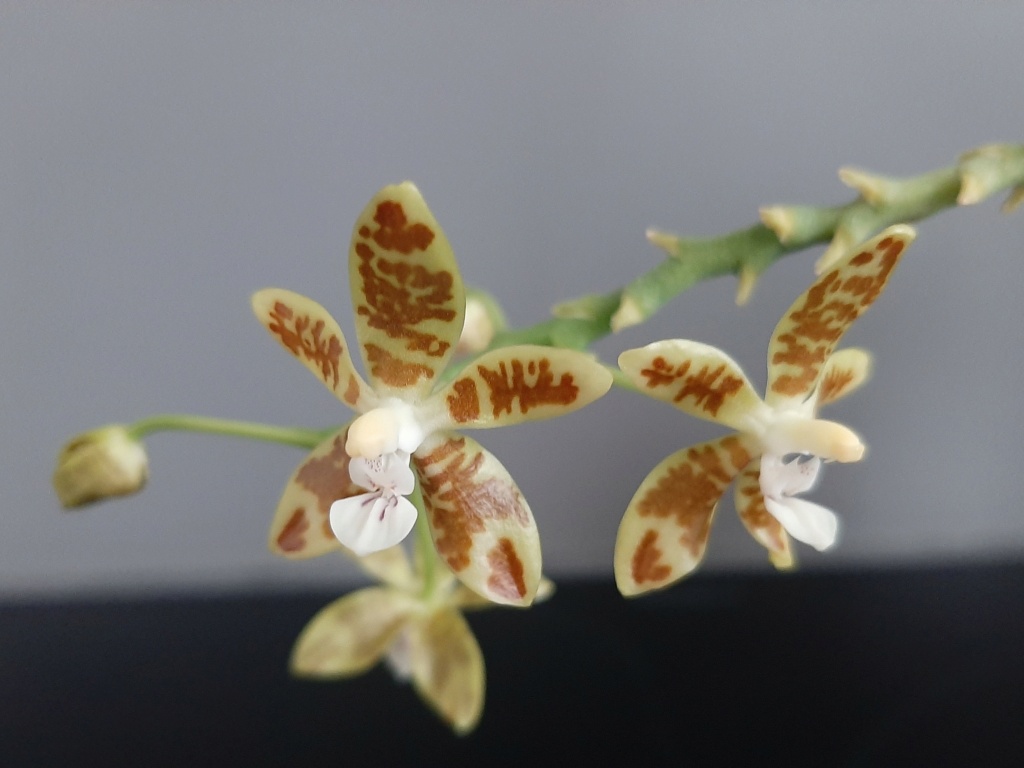 Phalaenopsis viridis Viridi17