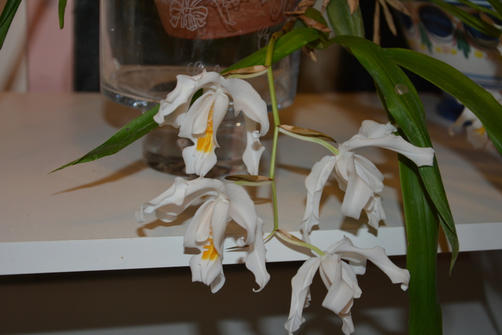 orchidées de ma serre Dsc_4512