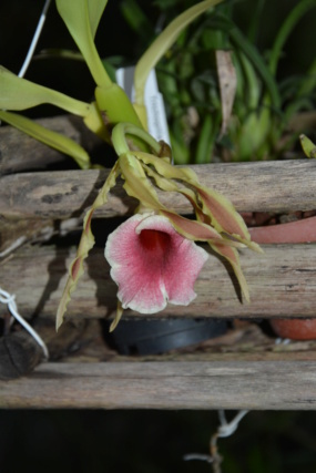 orchidées de ma serre - Page 3 Dsc_6611