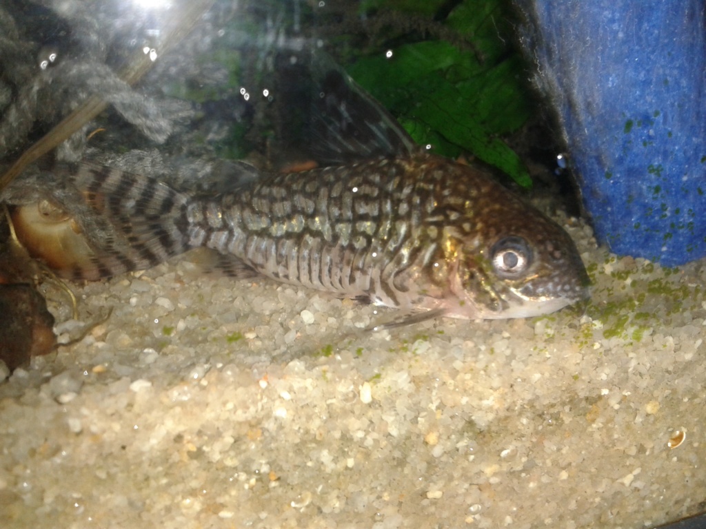 identification Corydoras type julli/trilineatus 20181212