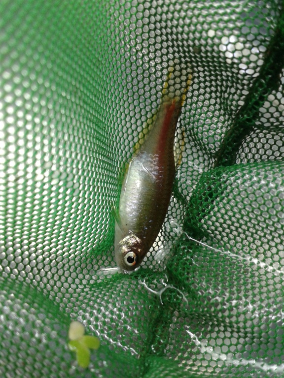Poisson - Identification poisson de banc type Tanichthys 20210512