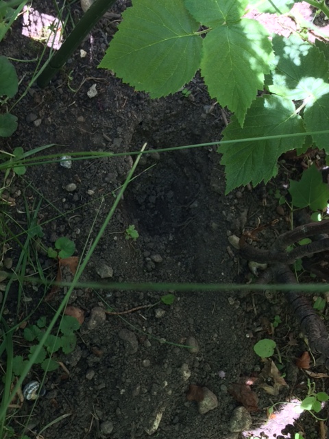 Drôles de trous dans l'enclos de Peyton.... Trou210