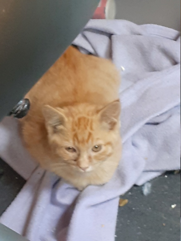 Nougat chaton roux 3 mois 20191027