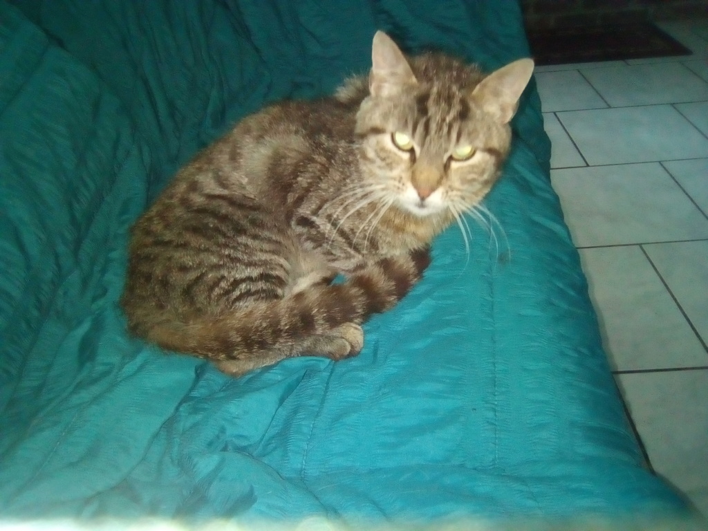 NOEE né le 01/01/2015 STATUT CHAT LIBRE Img_2015
