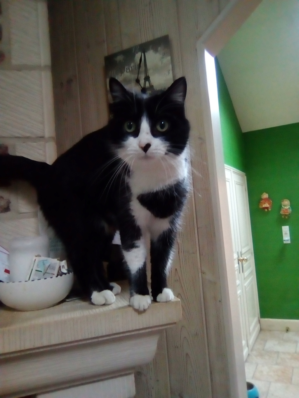 Tuxo chat noir et blanc né en septembre 2016 Img_2052