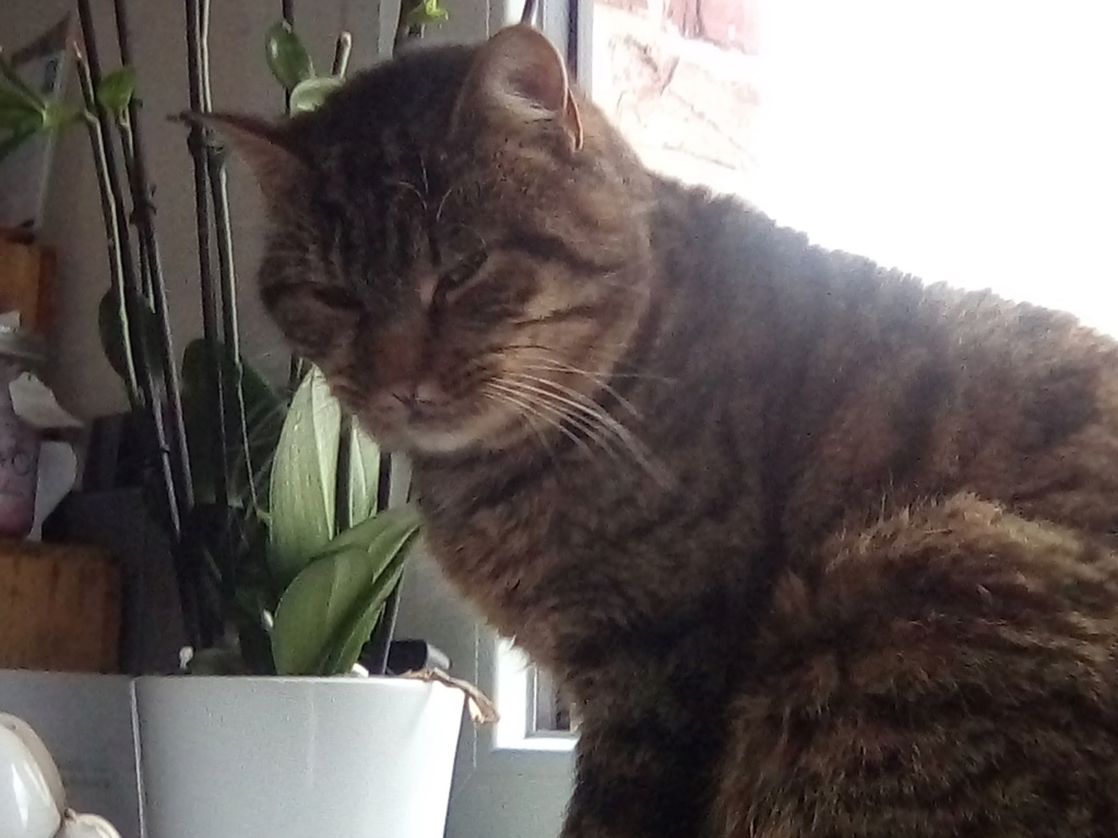 NOEE né le 01/01/2015 STATUT CHAT LIBRE Img_2059